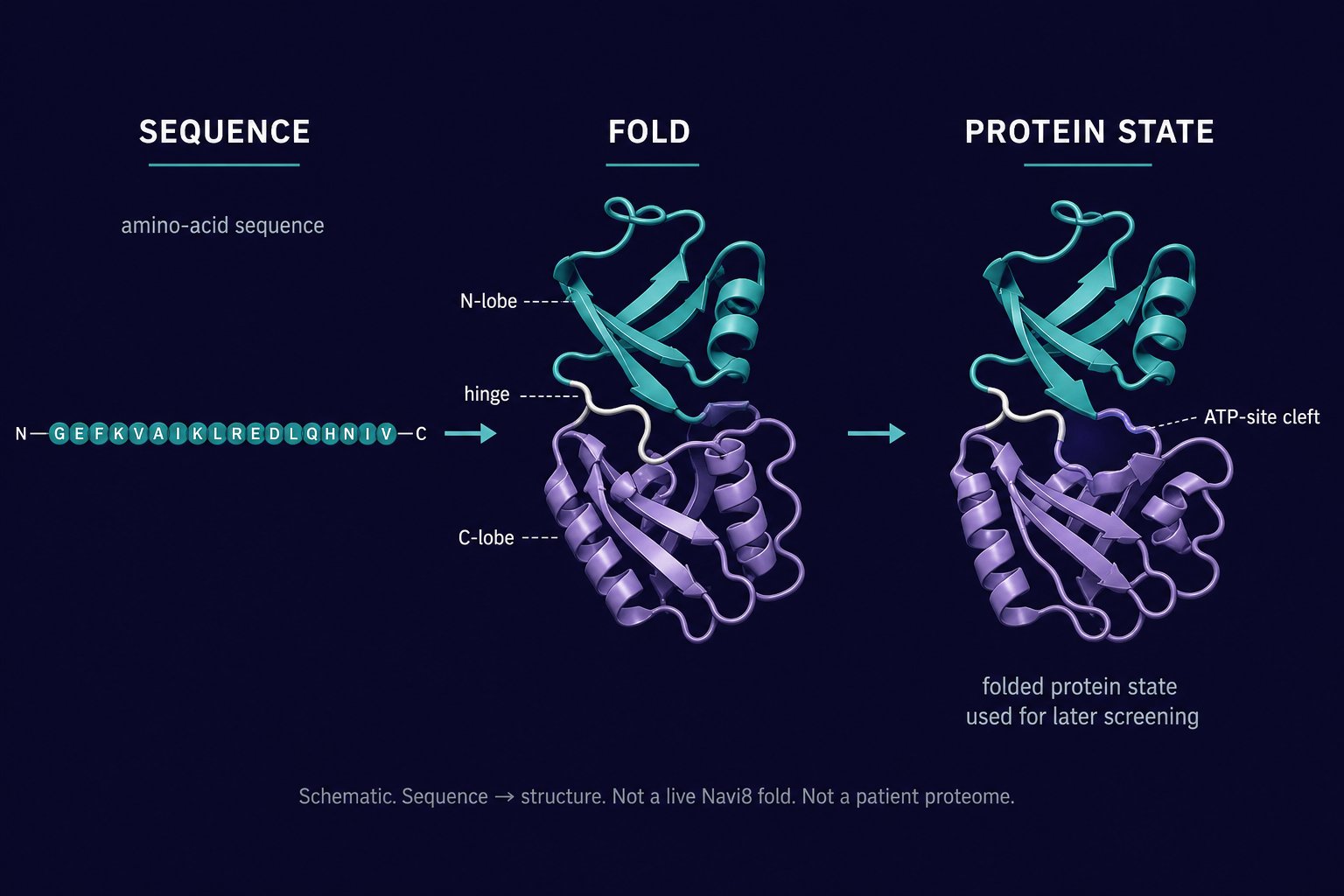 Schematic: an amino-acid sequence folds into a kinase structure whose ATP-site cleft is used for later screening